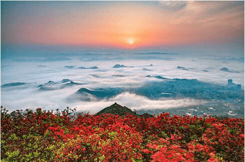 丹寨杜鹃花满山盛开,一次让你赏个够!杜鹃花节已经开幕!