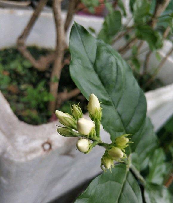 原创茉莉花买回家,叶子枯萎花苞掉落,茉莉到底怎么养?