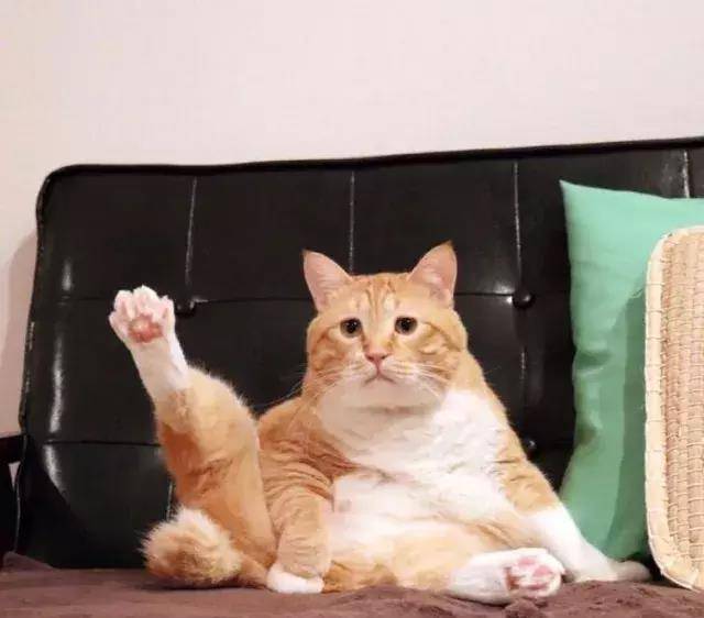 又肥又懒!日本这只天然丧的大橘猫,总是满脸写着委屈!