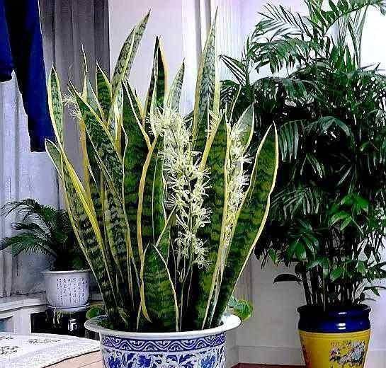 春养虎皮兰,4点"伺候好",才能长高高,开花特仙气,好运