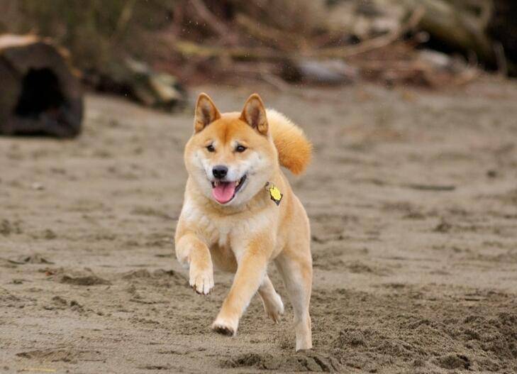 最会笑的狗没有之一 柴犬