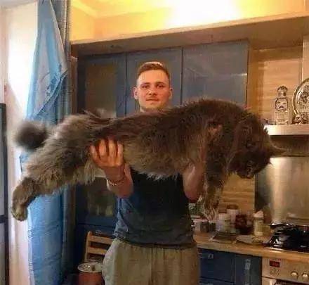 外国网友养了一只巨型缅因猫是一种怎样的体验