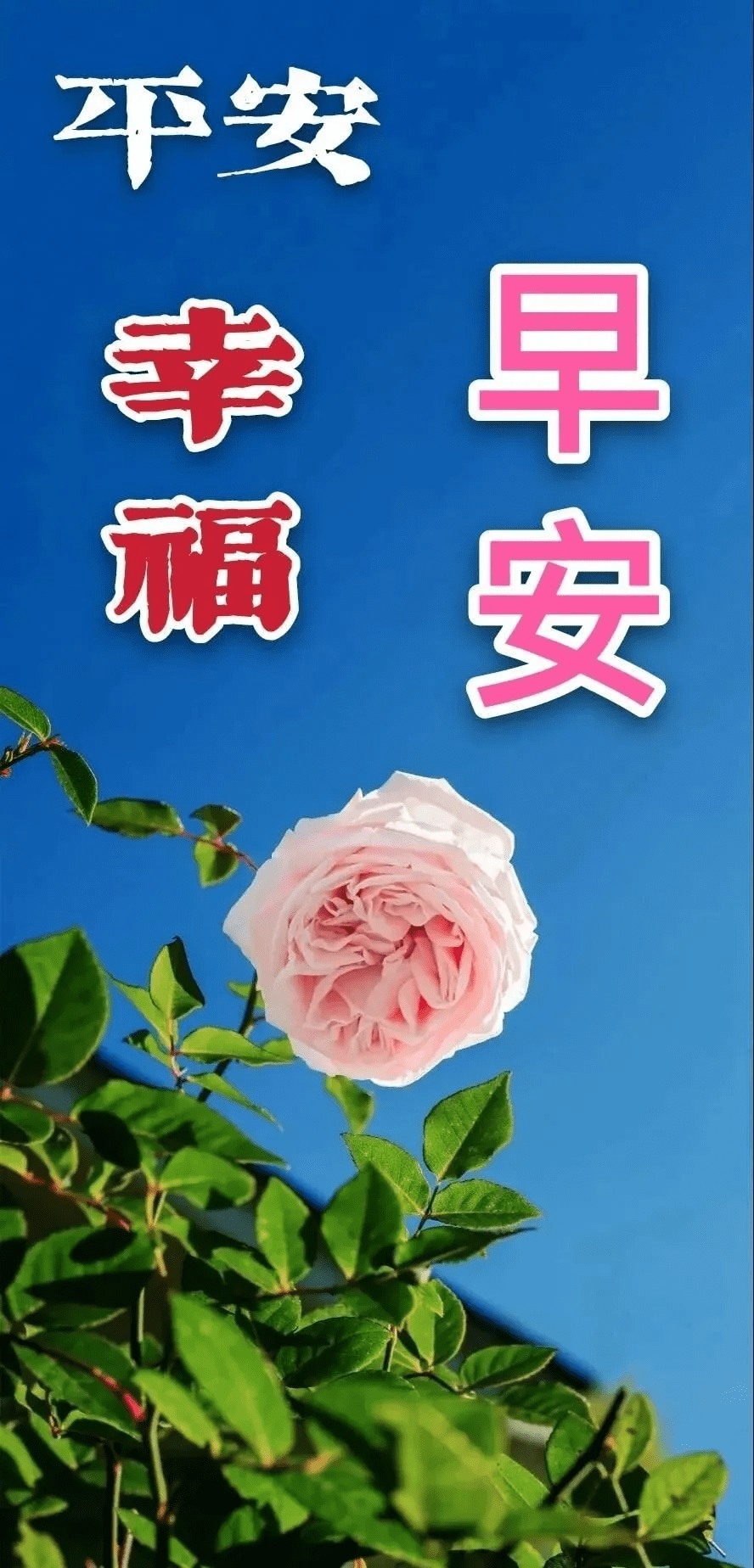 原创早上好表情包早安心语唯美配图早上好问候专辑