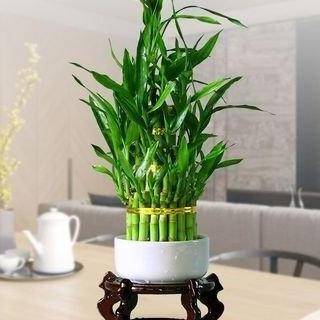 原创富贵竹黄叶子有5点,稍微注意一下,整年绿油油,大富大贵来