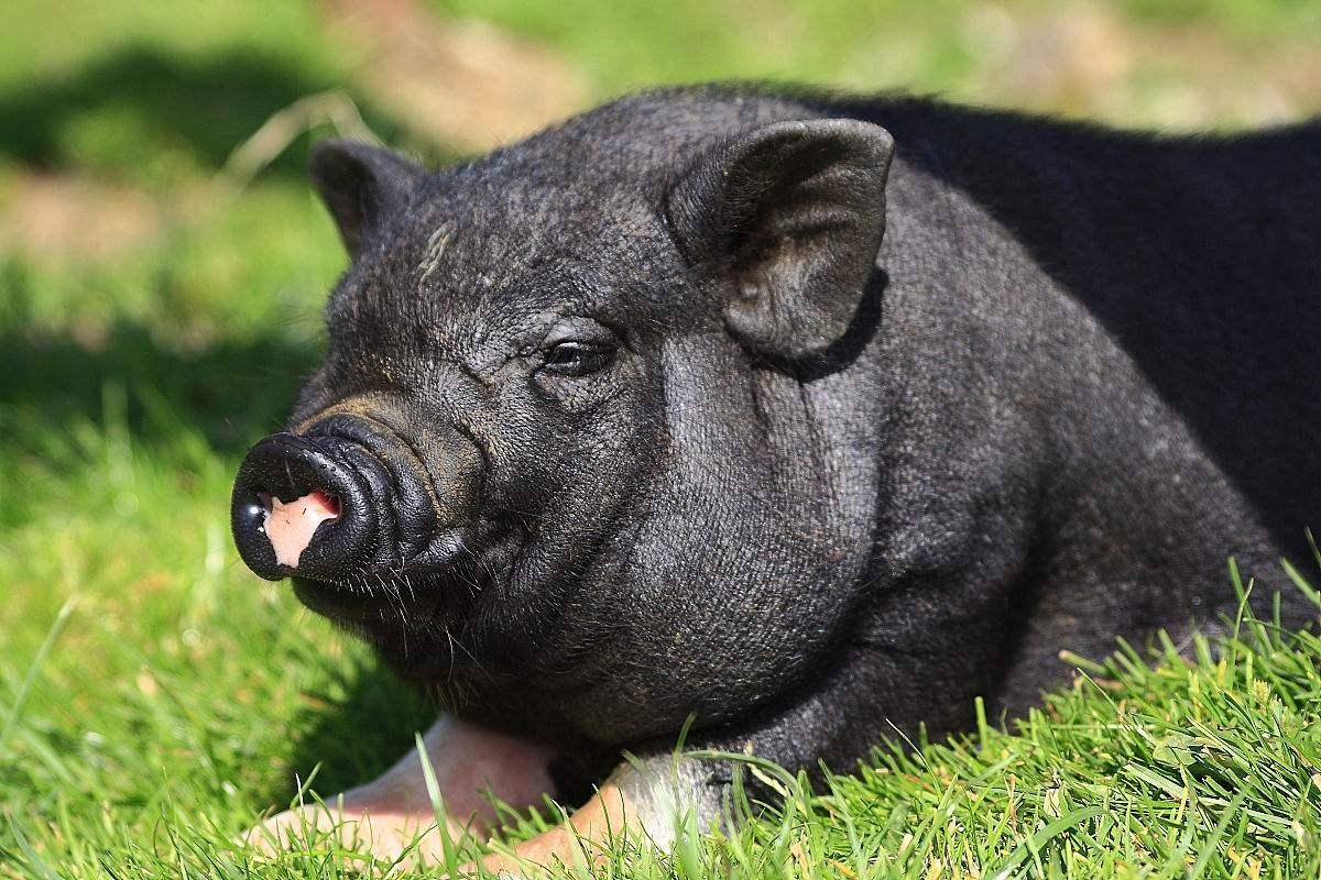 原创驯养五千年的本土黑猪短短20年就被洋白猪替代陷入灭绝危机