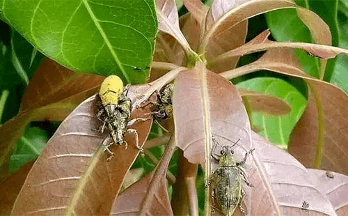 芒果象甲病的防与治