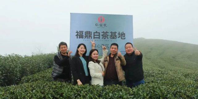 仁谊号带你目睹福鼎白茶,愿你无惧时光