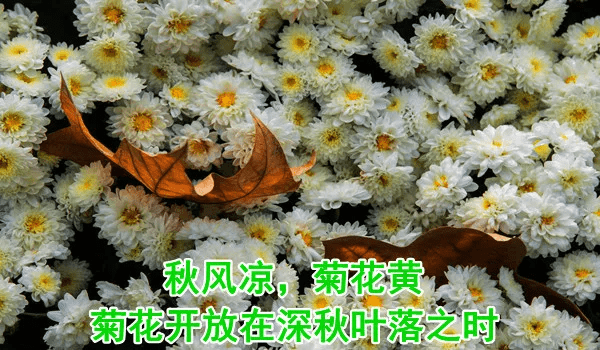 关于菊花的性味归经.历史上很多医学家都有不同的意见.