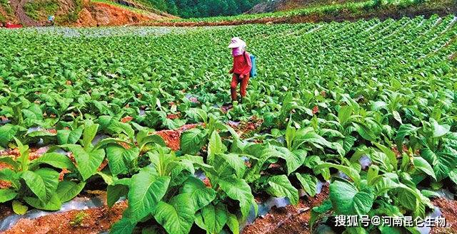 烤烟叶面肥喷什么好?烤烟种植怎么用肥料?