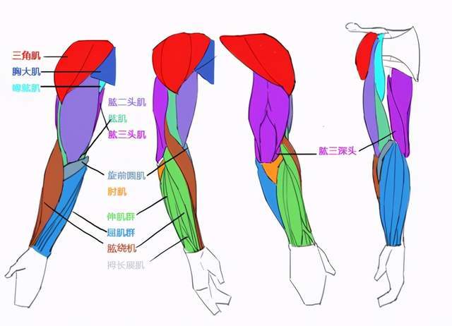 漫画手臂画法_结构