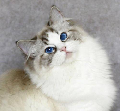 适合新手饲养的猫咪品种,颜值高,性格好,一见你就忘不