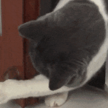 主人不让猫进屋,猫咪刚露出半个身子,马上缩回去,顺手