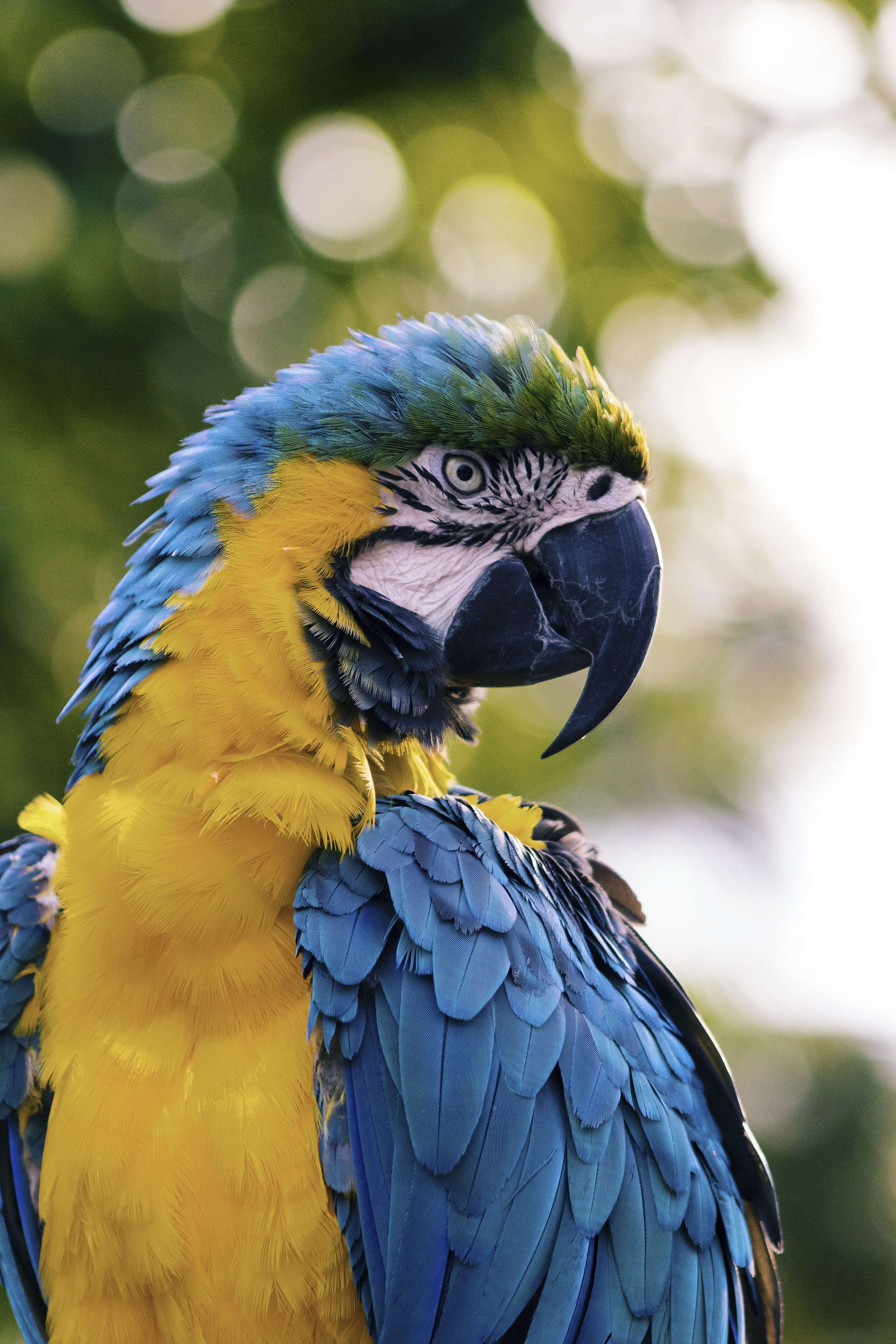 热带雨林中的鸟类大力士——金刚鹦鹉,五彩斑斓且"巧言善辩"