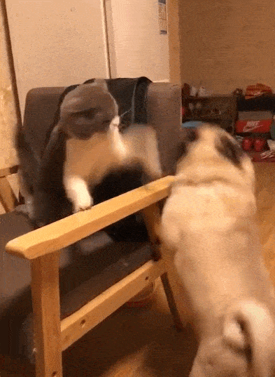 宠物猫:哼,走开,不走是吧,看我无影拳的威力,哈哈哈,老子六双攻速鞋