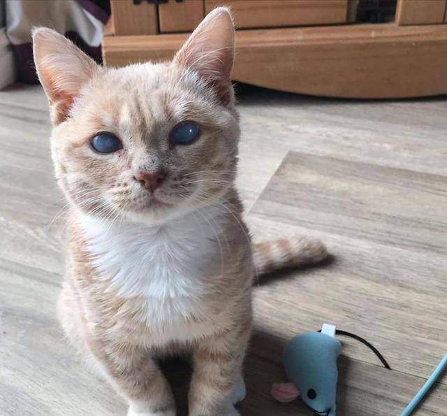 一只长不大的猫咪,但是不影响它的可爱,铲屎官超喜欢它