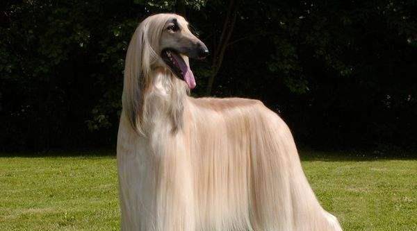 世界上毛最长的狗,阿富汗猎犬,举止优雅如贵族一般!