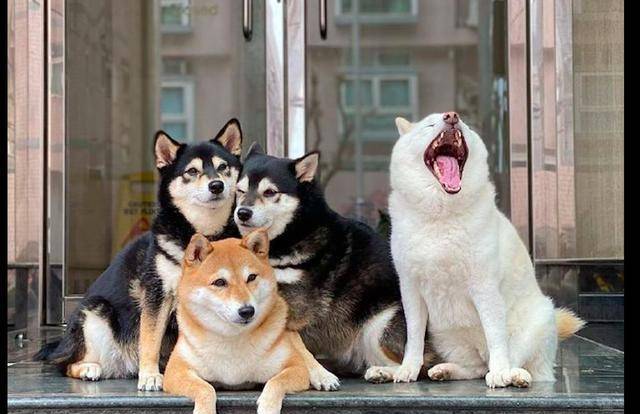 网友给4只柴犬拍照,其中一只总是不配合,白柴:我要靠实力抢镜