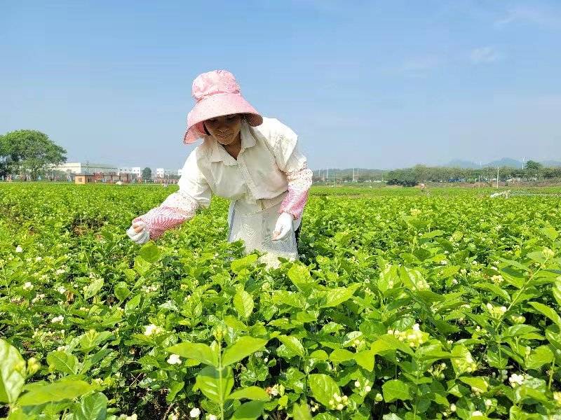 中华茉莉园首届茉莉花开采节