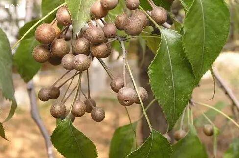 原创过去农村多见的杜梨树被老人称为浑身是宝如今却无人种植