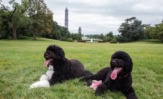 奥巴马在位时养的狗狗,号称白宫第一犬,葡萄牙水犬到底什么来头