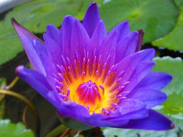 原创世界上最娇贵的花之一,开花时美如凌波仙子,可惜花期短暂