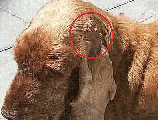狗狗耳朵上长了朵肉花,以为是皮肤病,看到检查报告后