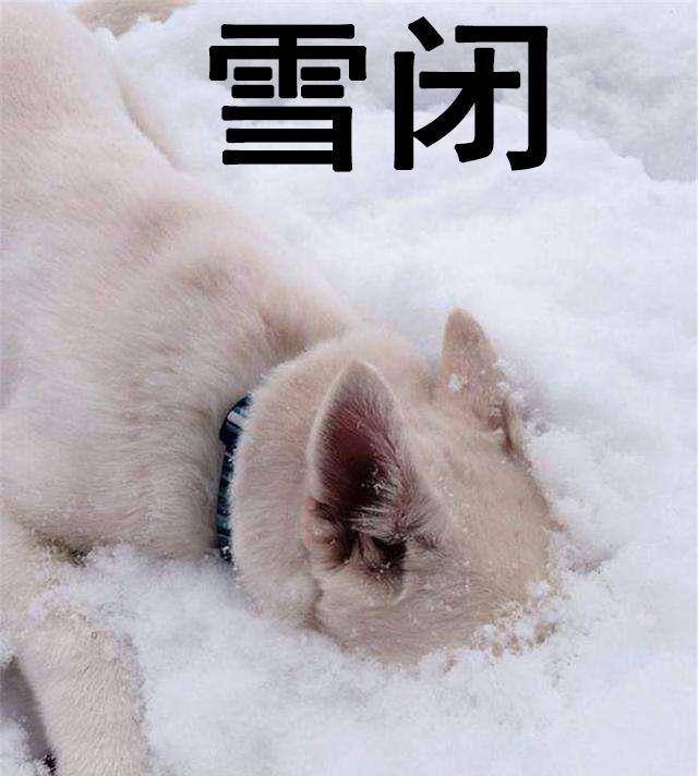 原创狗雪表情包:卧槽下雪了!喂,求求你们北方佬别这个表情好吗!