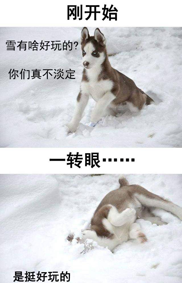 原创狗雪表情包:卧槽下雪了!喂,求求你们北方佬别这个表情好吗!