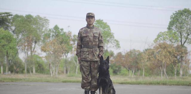 27年前,功勋军犬绑真炸药拍戏,被炸的粉碎,姚守岗高呼