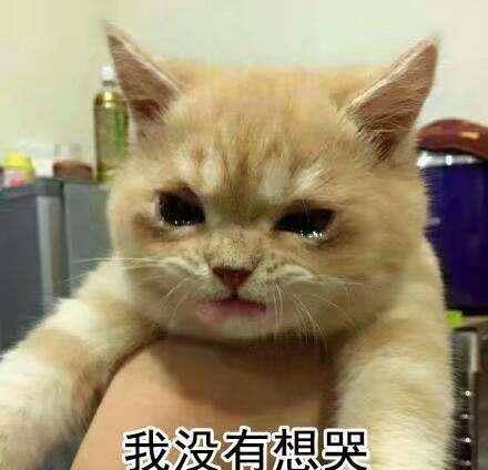 "骂了猫咪10分钟,我家猫哭了"