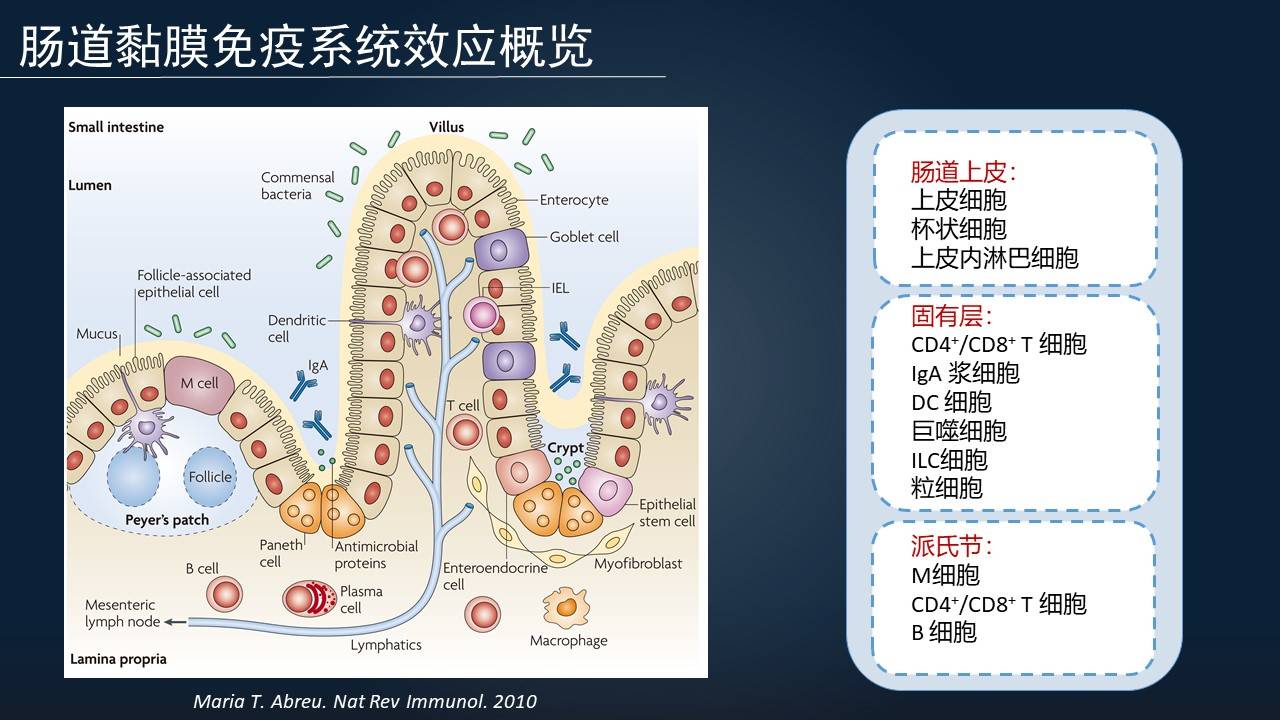 原创王硕:17分钟一览肠道黏膜免疫研究进展