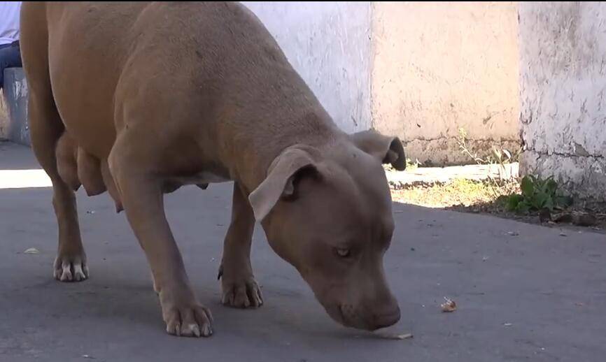 比特犬从他的腹部看出,其一定是生过狗仔,但是没有护理,所以胸部大