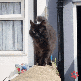 猫步并不是每只猫咪都会走,奇葩的走路姿势,铲屎官遇到过几个?