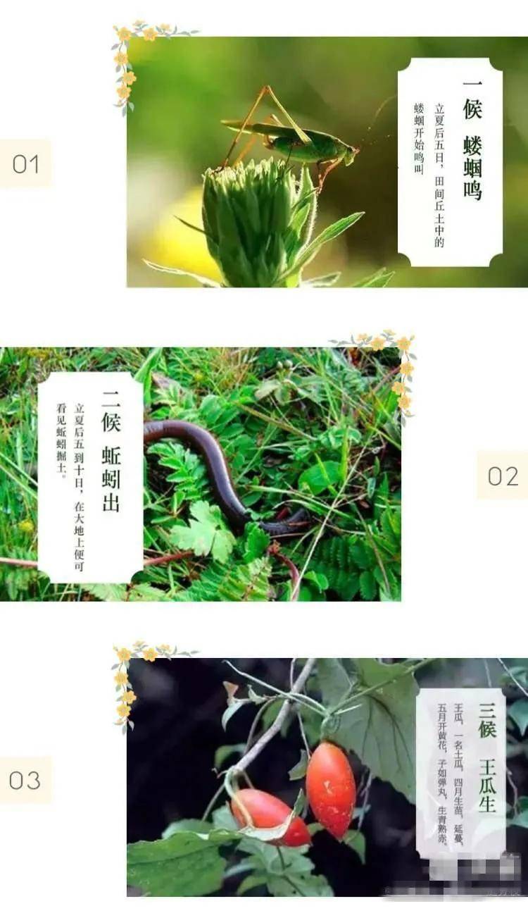 王瓜是华北特产的药用爬藤植物,在立夏时节快速攀爬生长,于六,七月