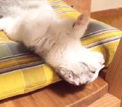 猫咪换了好几个姿势都睡不着,网友好心提醒:你的脑袋掉下去了!