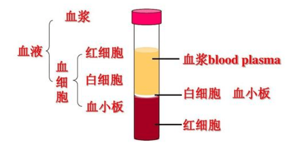 南格尔血液成份分离机告诉你血液中有哪些成份,如何分离的?