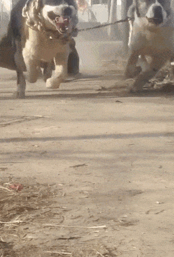 铲屎官为耍帅遛俩大型狗狗,结果被带跑摔得满面泥土