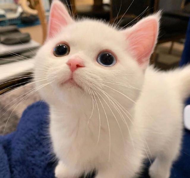 女子养了只白色小奶猫,竟因神仙颜值火了:此猫只因天上有