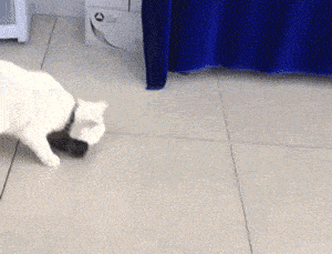 猫咪表演在线滑冰!踩着貂毛围巾一路走一路滑