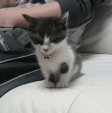 小猫咪坚守主人身边眯眼犯困不肯离开,网友称它最可爱