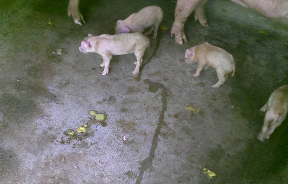 原创母猪产后如何预防小猪拉稀?预防仔猪拉稀最有效的方法,值得学习