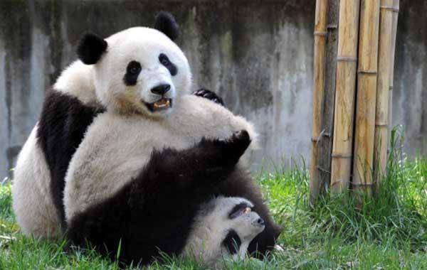 原创大熊猫被借走后命运如何?一只死在日本实验室,一只死于德国烈酒
