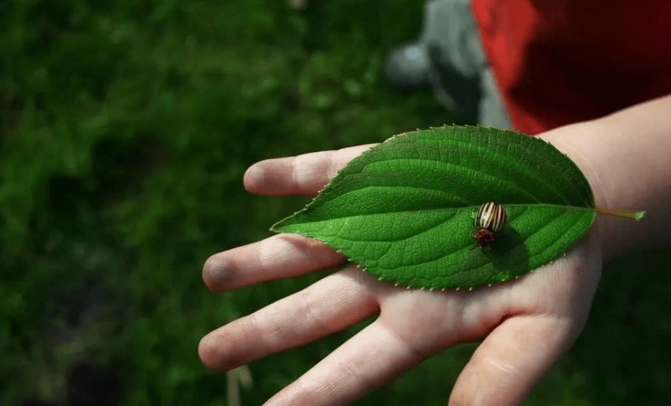 小小的虫子,增强宝宝观察能力