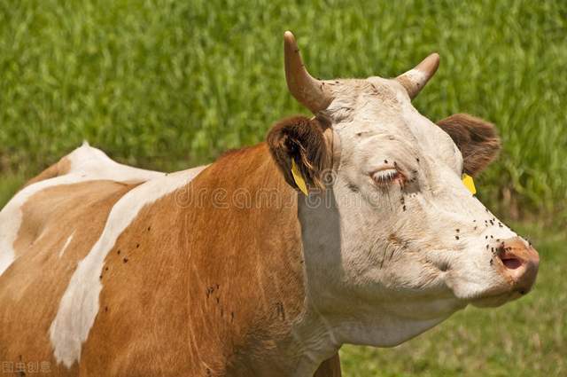 21种常见牛病的治疗方案