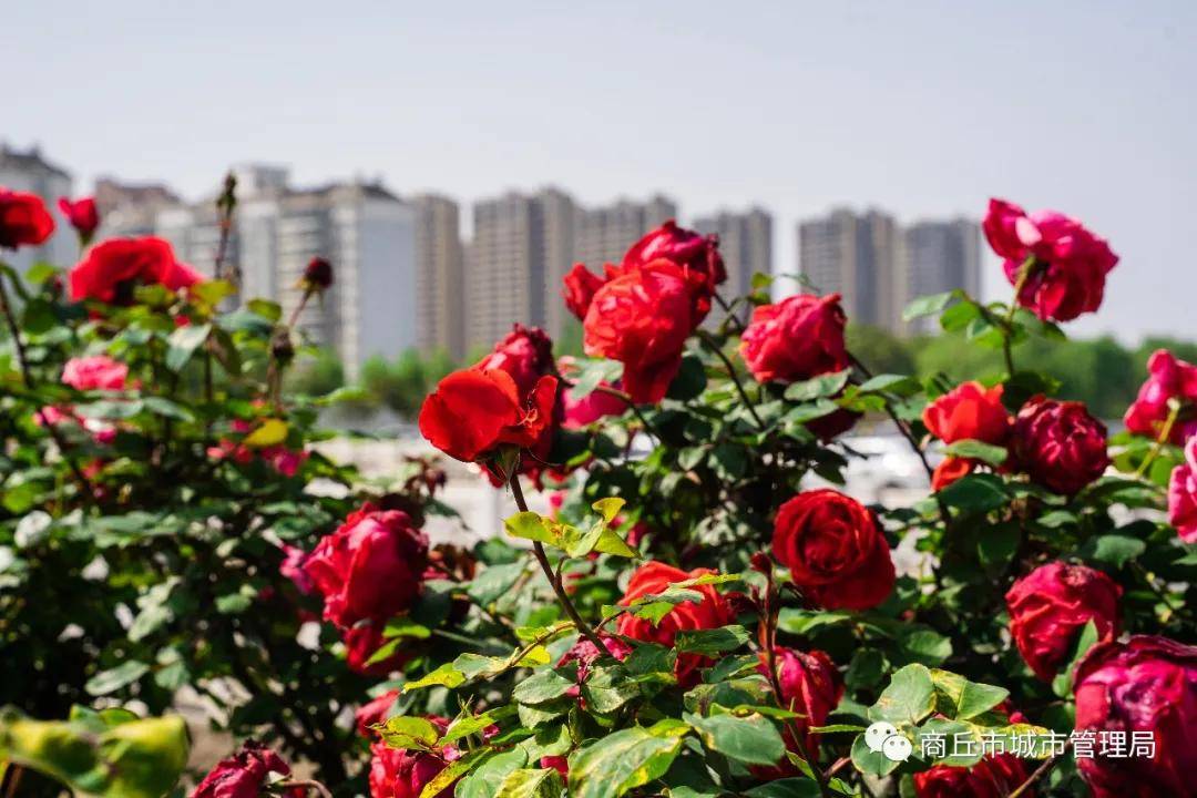 商丘月季花开香满城