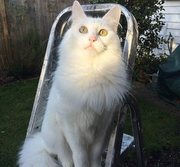 土耳其梵猫土耳其梵猫,英文名:turkish van,原产土耳其国,长型而结实