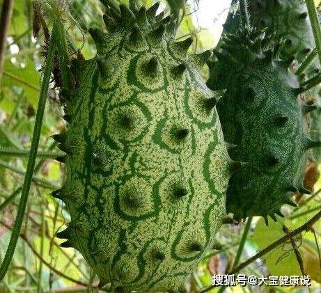1,刺角瓜