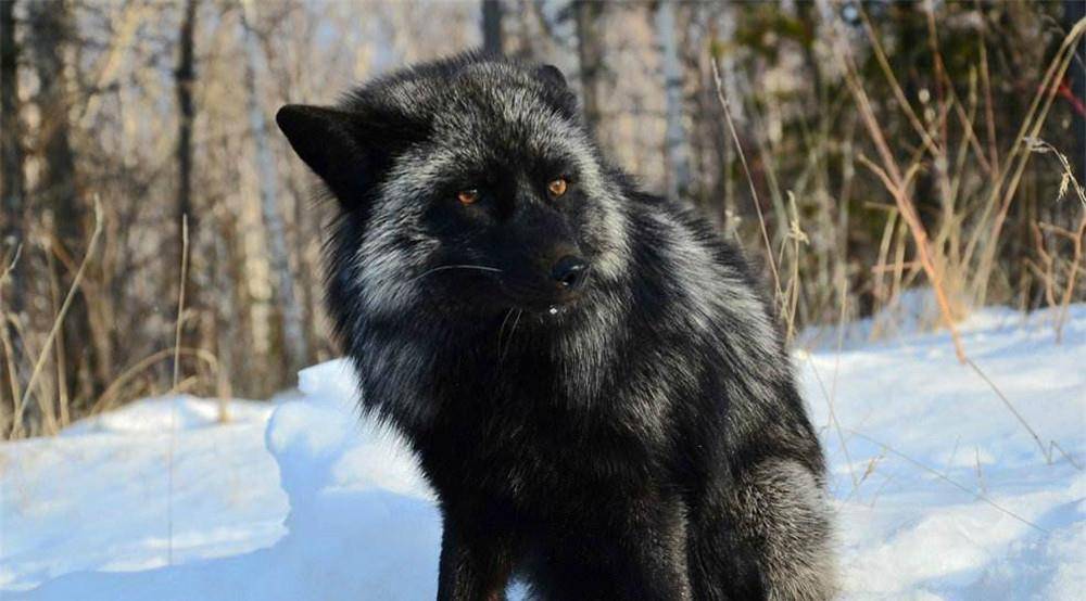 青岛出现银黑狐,脸上一圈银毛,身上有两层毛发,被称为