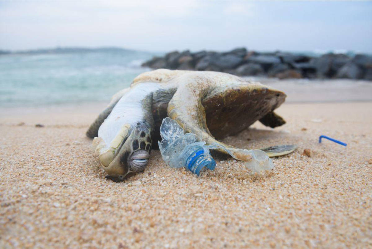 海洋垃圾之殇每年海中850万吨垃圾流向何处无数动物因此丧命