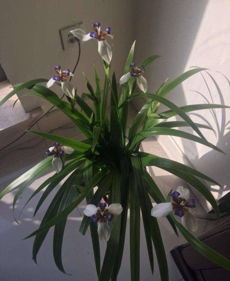 非常耐寒的一种花卉植物,可以盆栽可以露养,花姿美丽花色鲜艳